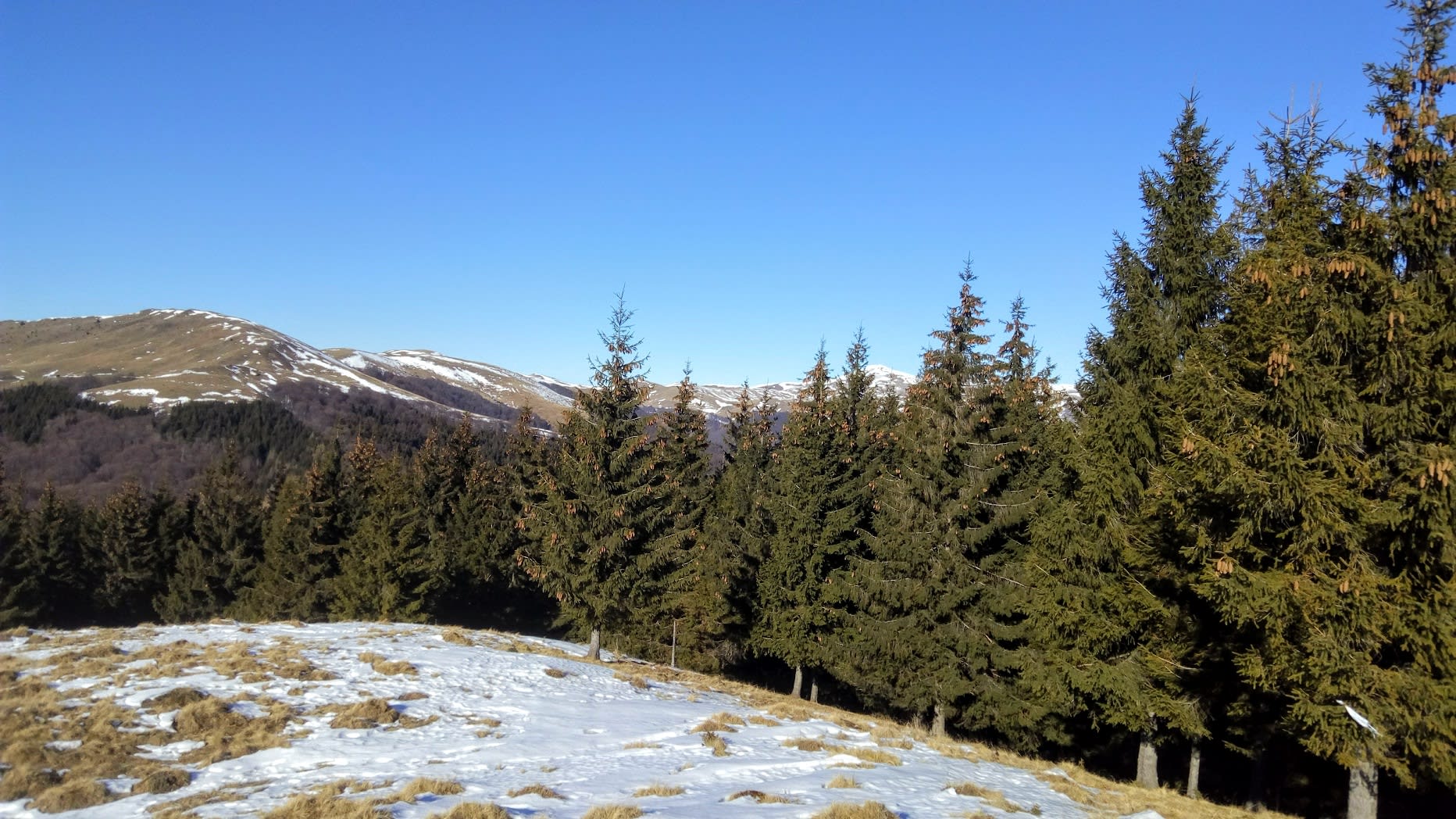 varful nebunul mare